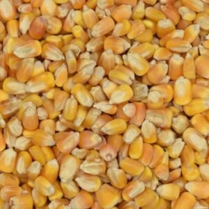 Yellow Corn Feed – 50 KG
